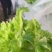 儿菜大量上市价格不贵，万亩基地货源充足需要的联系。