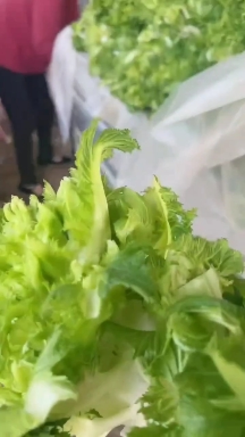 儿菜大量上市价格不贵，万亩基地货源充足需要的联系。