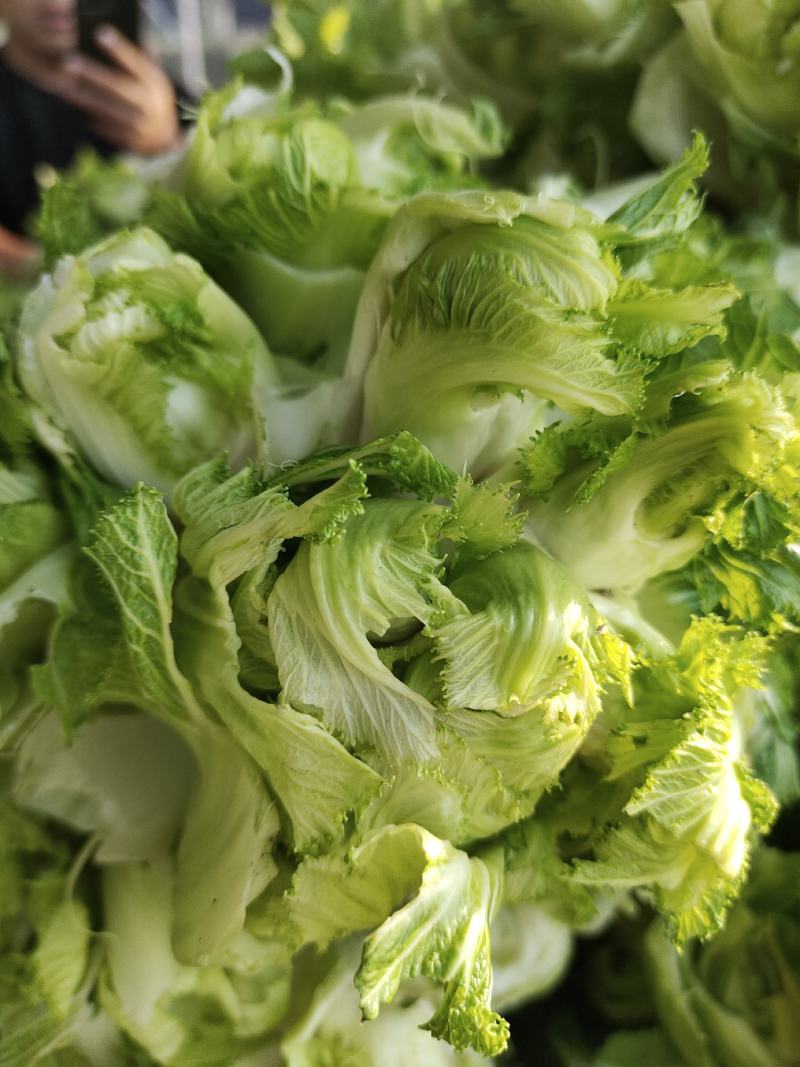 儿菜大量上市价格不贵，万亩基地货源充足需要的联系。
