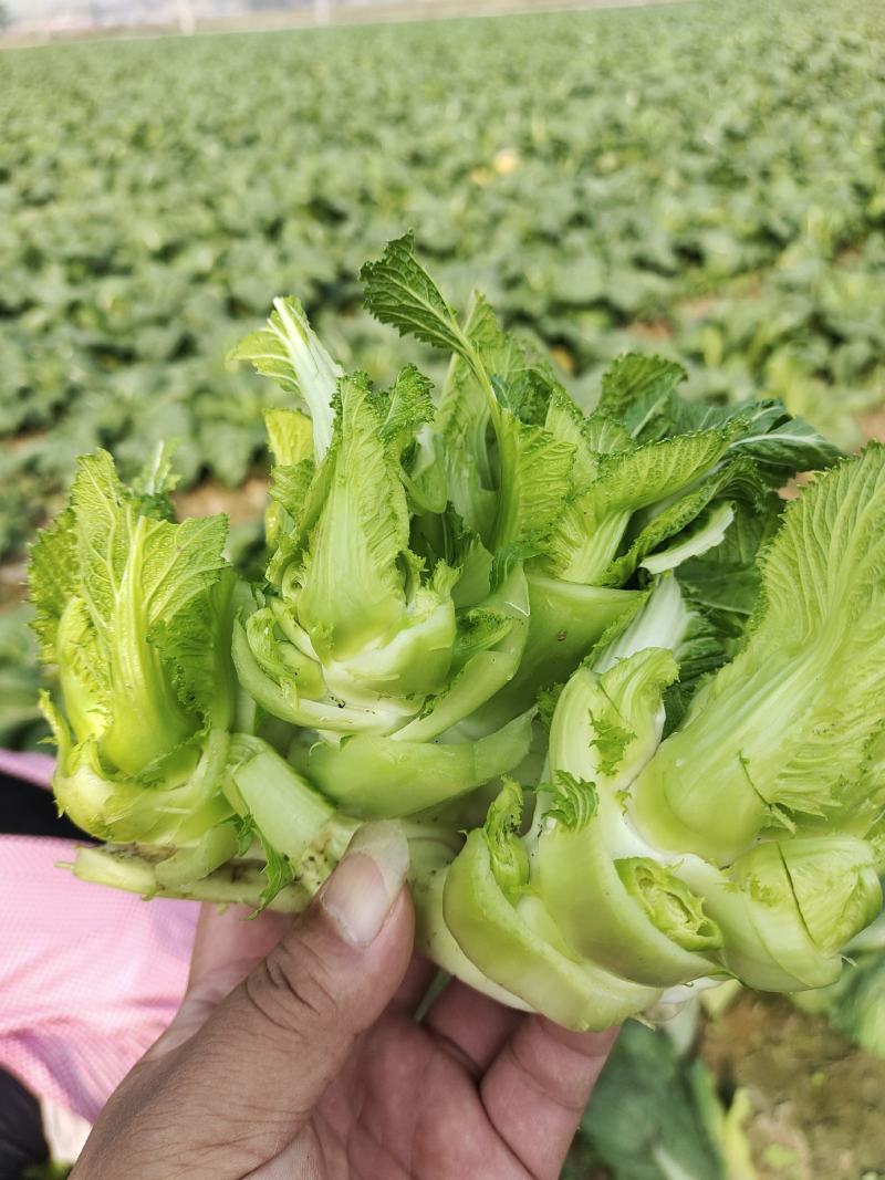 儿菜大量上市价格不贵，万亩基地货源充足需要的联系。