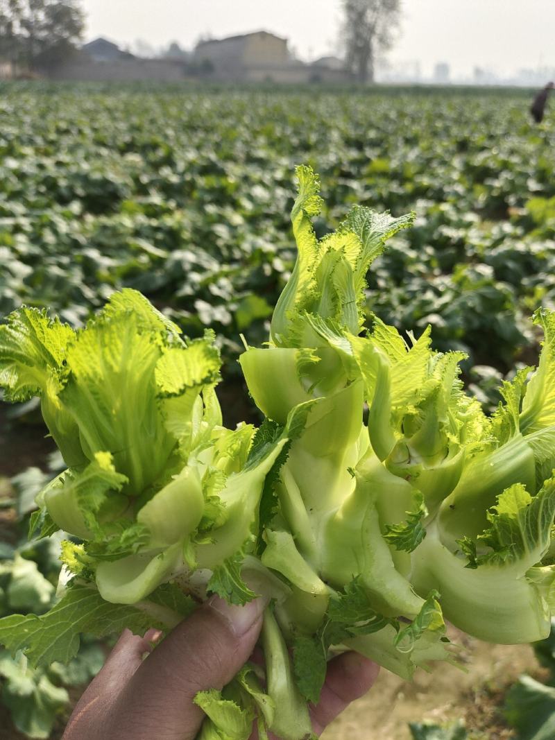 儿菜大量上市价格不贵，万亩基地货源充足需要的联系。