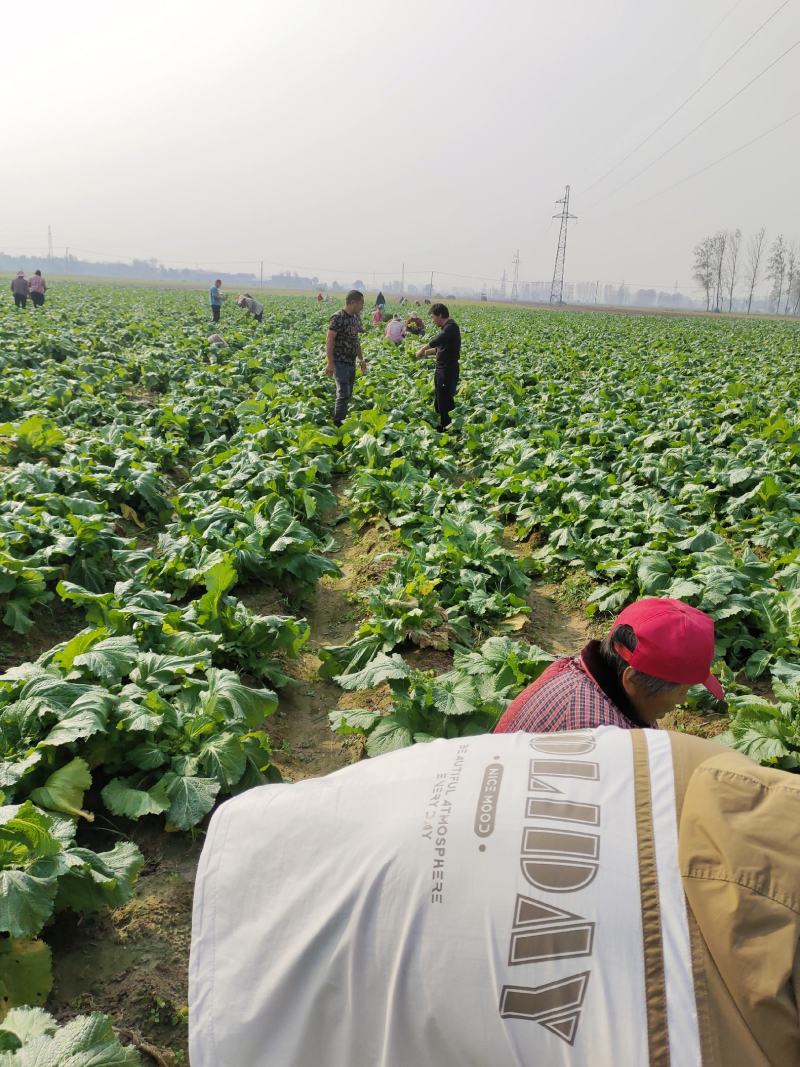 儿菜大量上市价格不贵，万亩基地货源充足需要的联系。