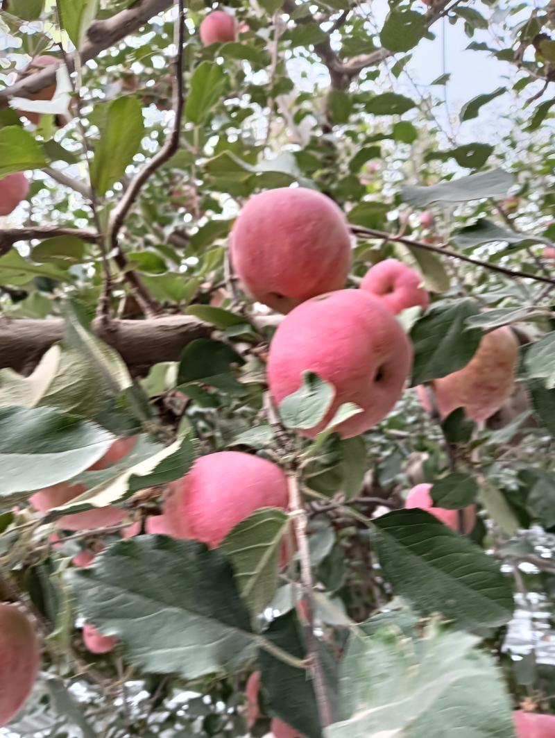 新疆天山脚下绿色冰糖心红富士苹果