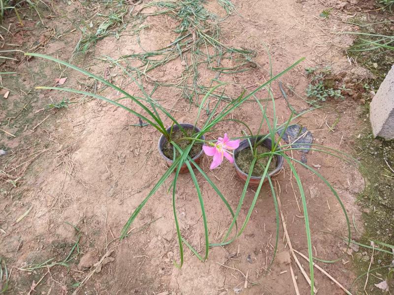 韭兰，葱兰，耐寒耐寒多年生草本植物，各种花卉