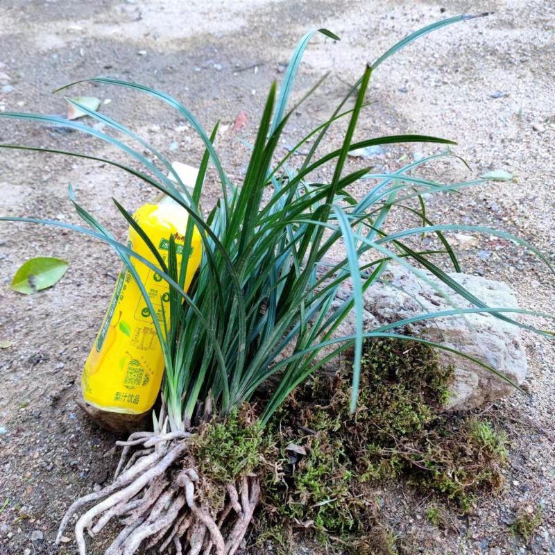 矮蕙兰下坡兰花3至5年地栽矮草兰花苗随州蕙兰开花浓香