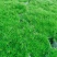 爱尔兰珍珠草阳台室内外摆放，园林绿化草花，基地直发