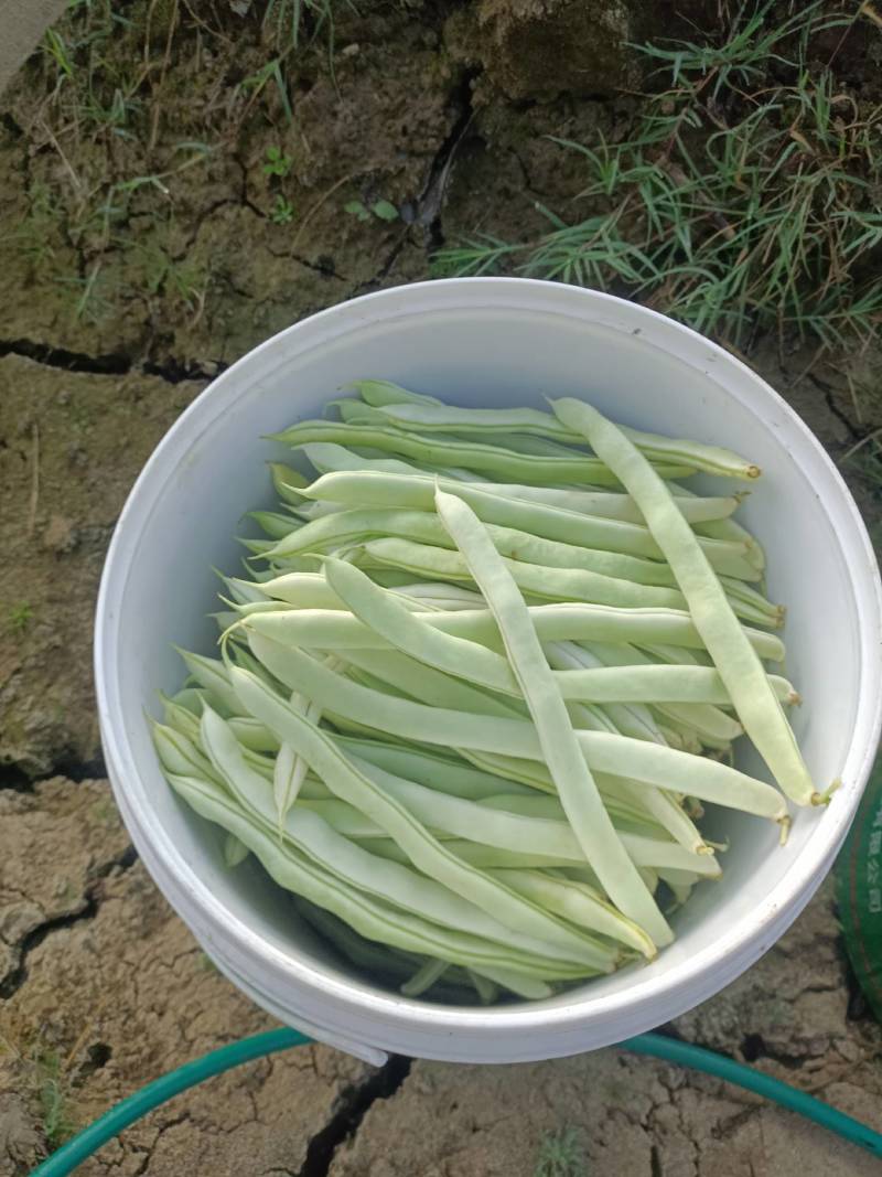 朝天椒
