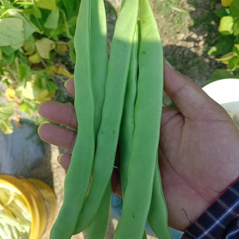 朝天椒