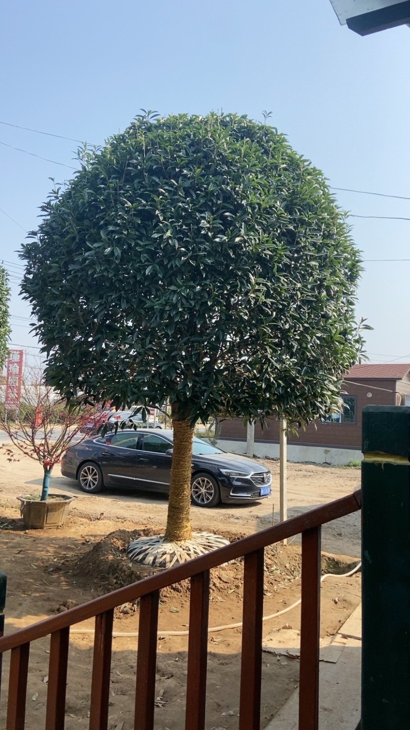 [推荐]精品桂花，黄杨，罗汉松亮晶等造型树，价格美丽欢迎