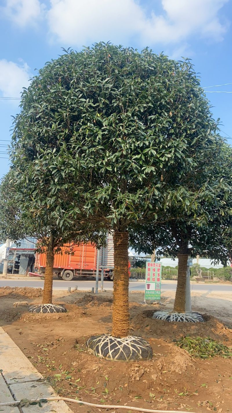 [推荐]精品桂花，黄杨，罗汉松亮晶等造型树，价格美丽欢迎