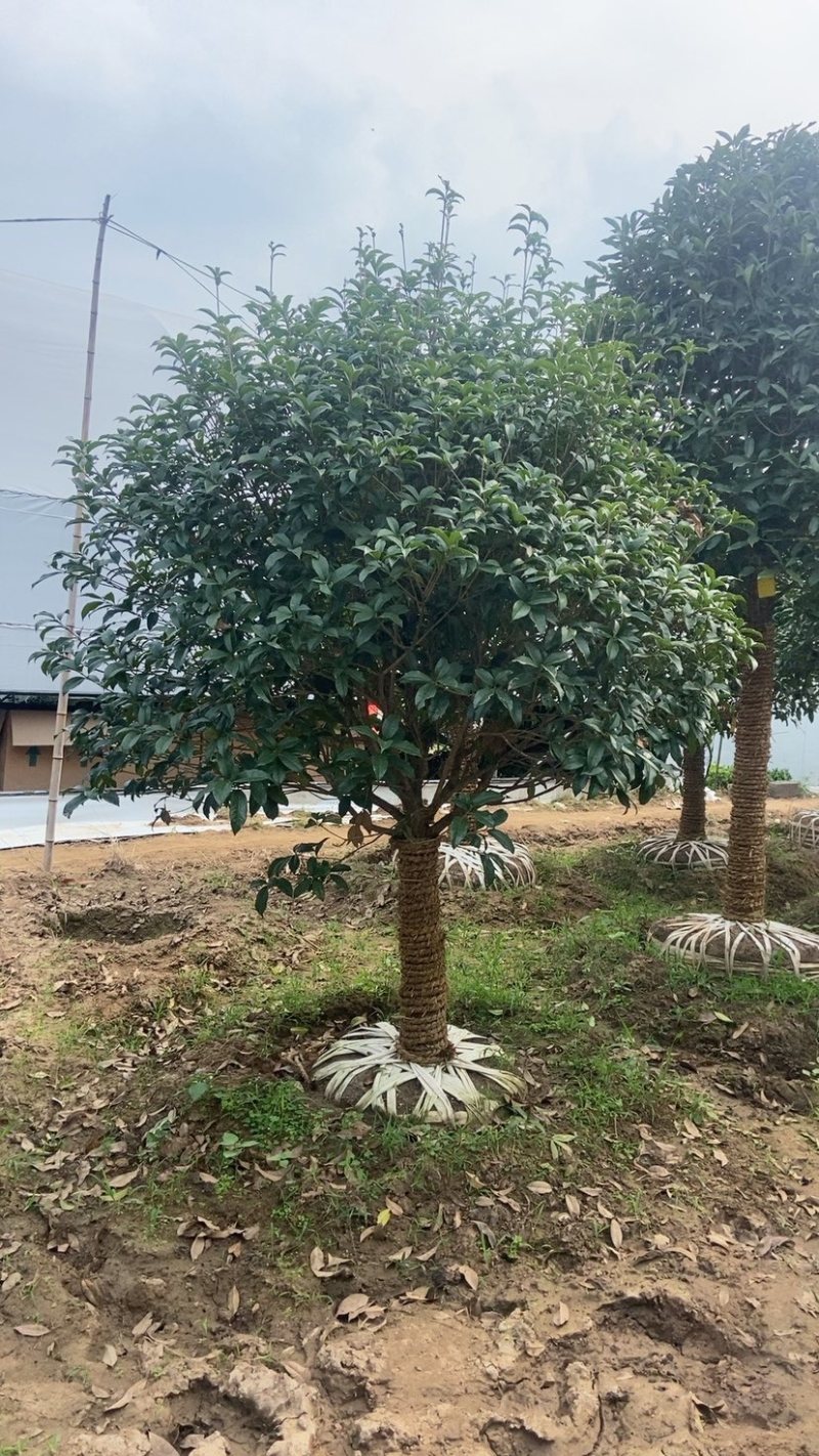 [推荐]精品桂花，黄杨，罗汉松亮晶等造型树，价格美丽欢迎