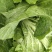 秋收冬藏大白菜