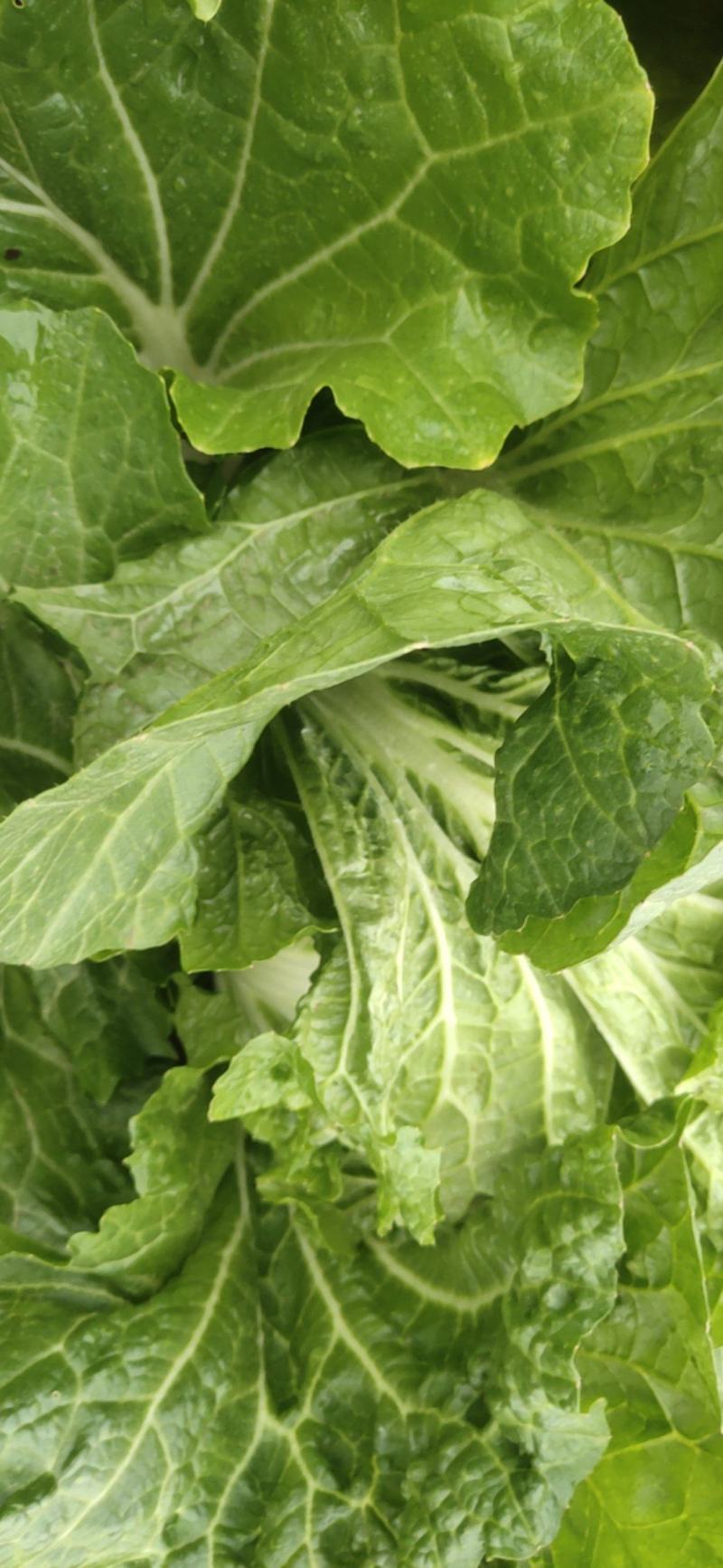 秋收冬藏大白菜