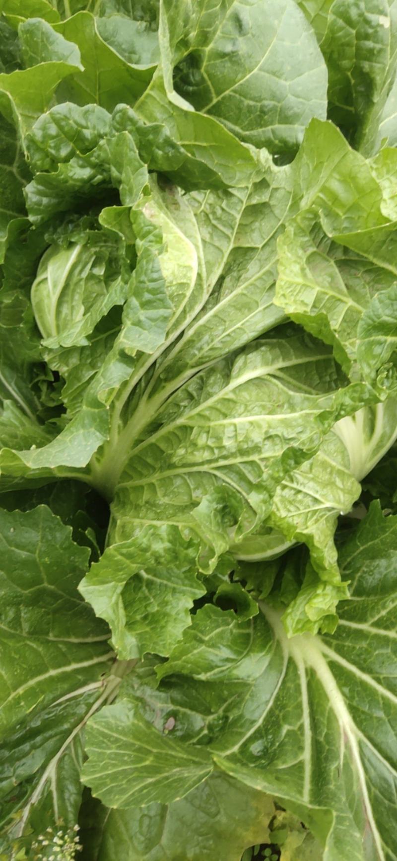 秋收冬藏大白菜
