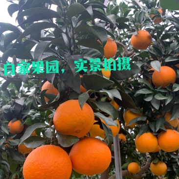 爱缓38，自家果园，一万多斤