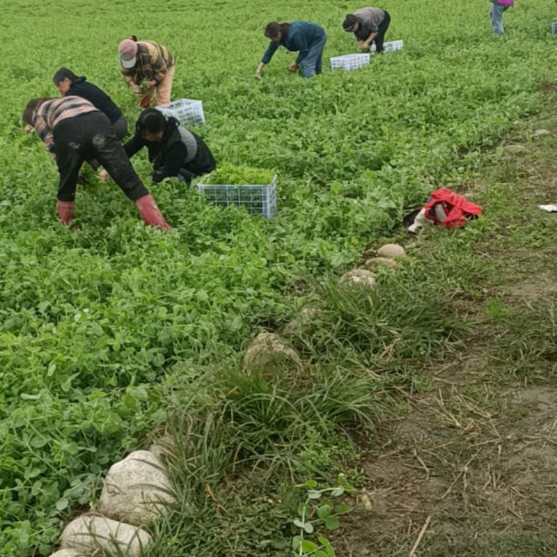豌豆尖支持任何包装任何方式装车