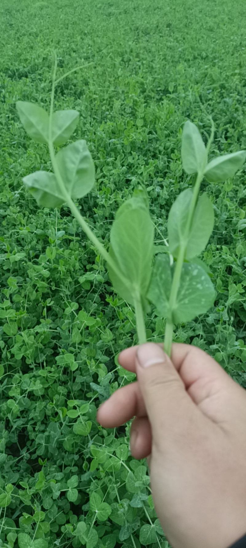 豌豆尖支持任何包装任何方式装车