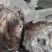 山东【牛杂】牛心，熟牛心，口感好一手货源厂家直销诚信经营