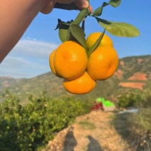 [优]蜜橘湖北蜜橘柑橘柑桔产地直供对接各大市场