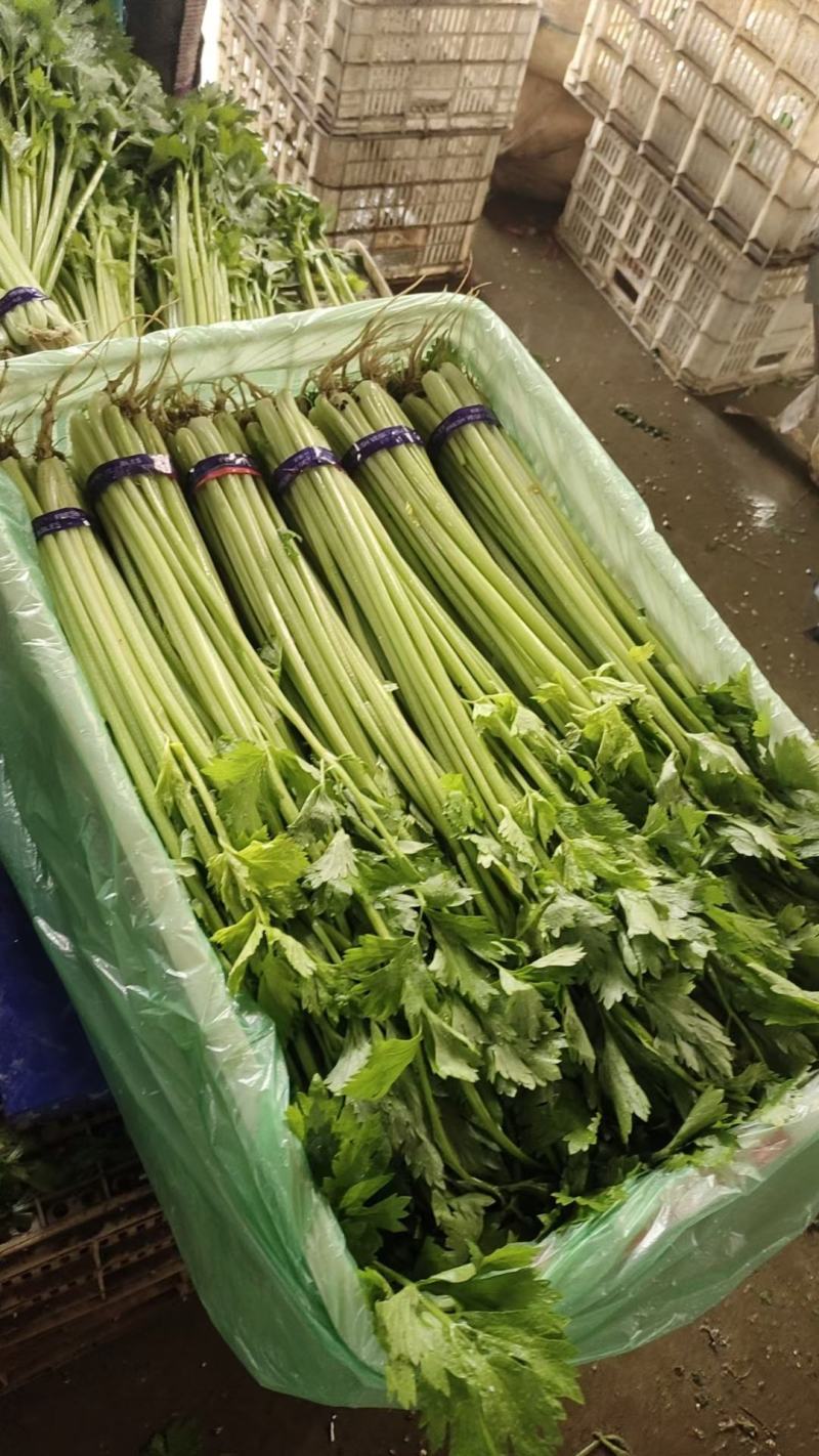 山芹菜小香芹山东大棚香芹常年供应代收代发代加工