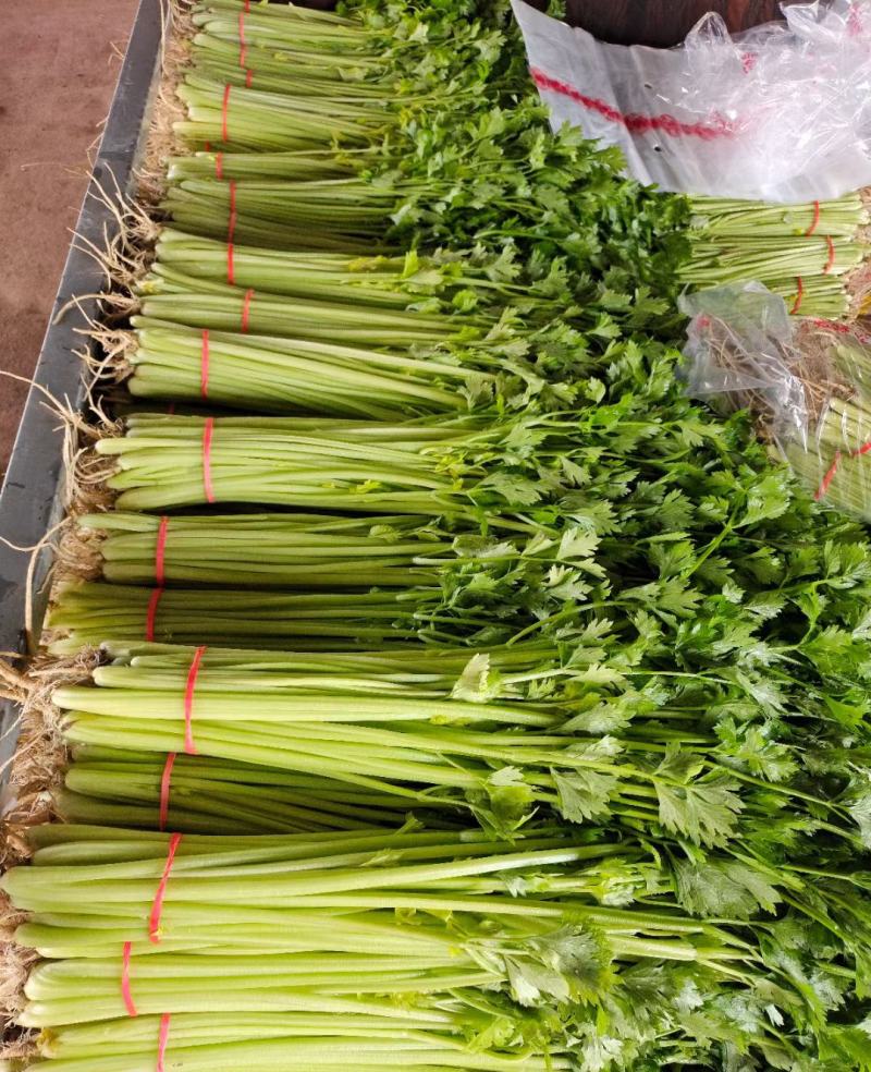 山芹菜小香芹山东大棚香芹常年供应代收代发代加工