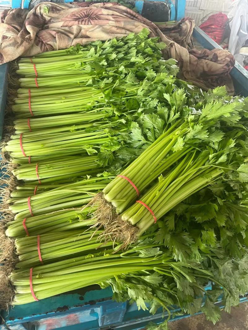 山芹菜小香芹山东大棚香芹常年供应代收代发代加工