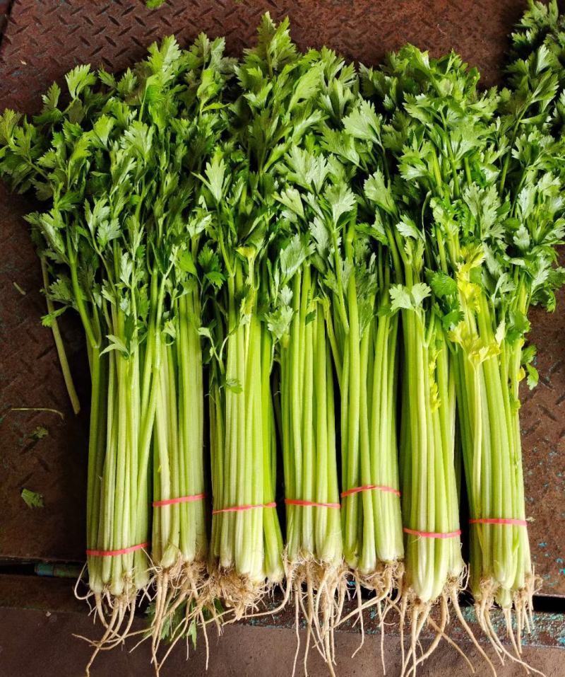 山芹菜小香芹山东大棚香芹常年供应代收代发代加工