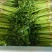 山芹菜小香芹山东大棚香芹常年供应代收代发代加工