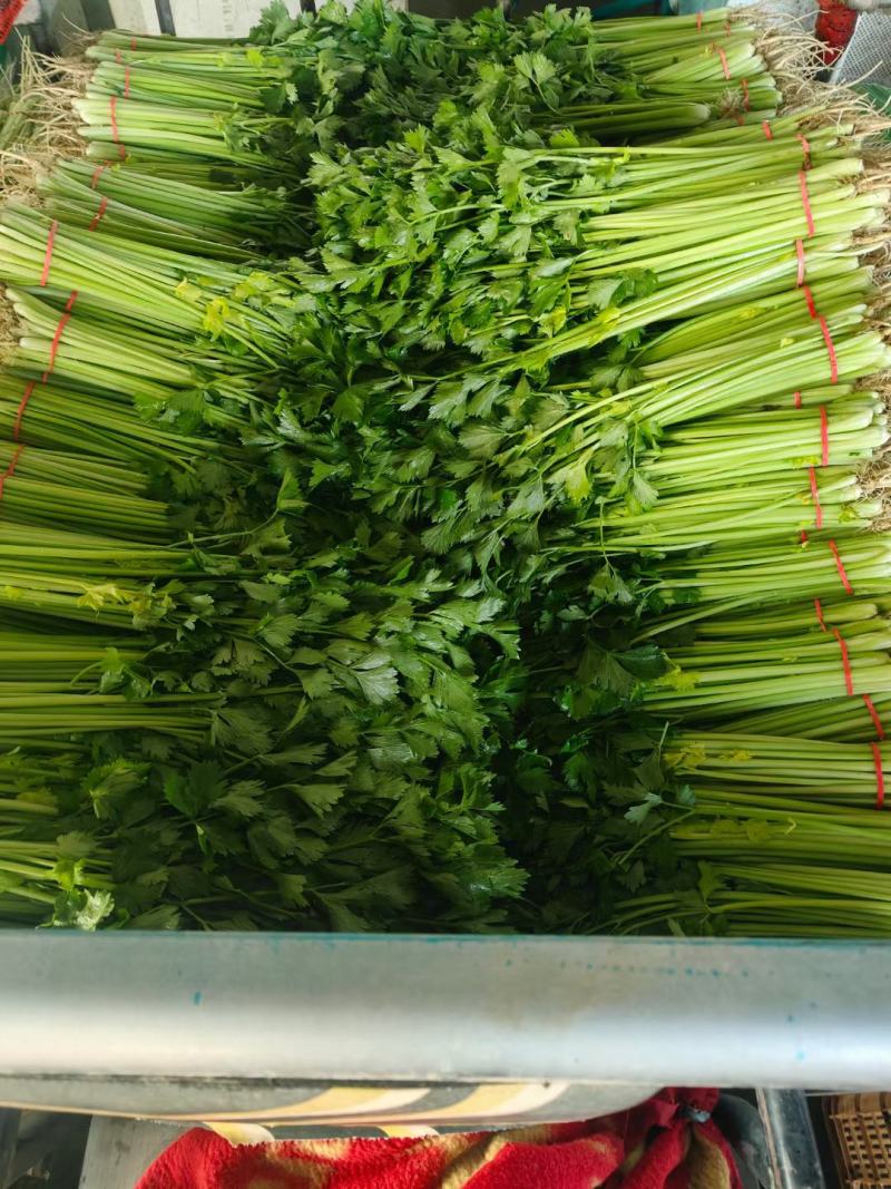 山芹菜小香芹山东大棚香芹常年供应代收代发代加工