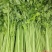 山芹菜小香芹山东大棚香芹常年供应代收代发代加工