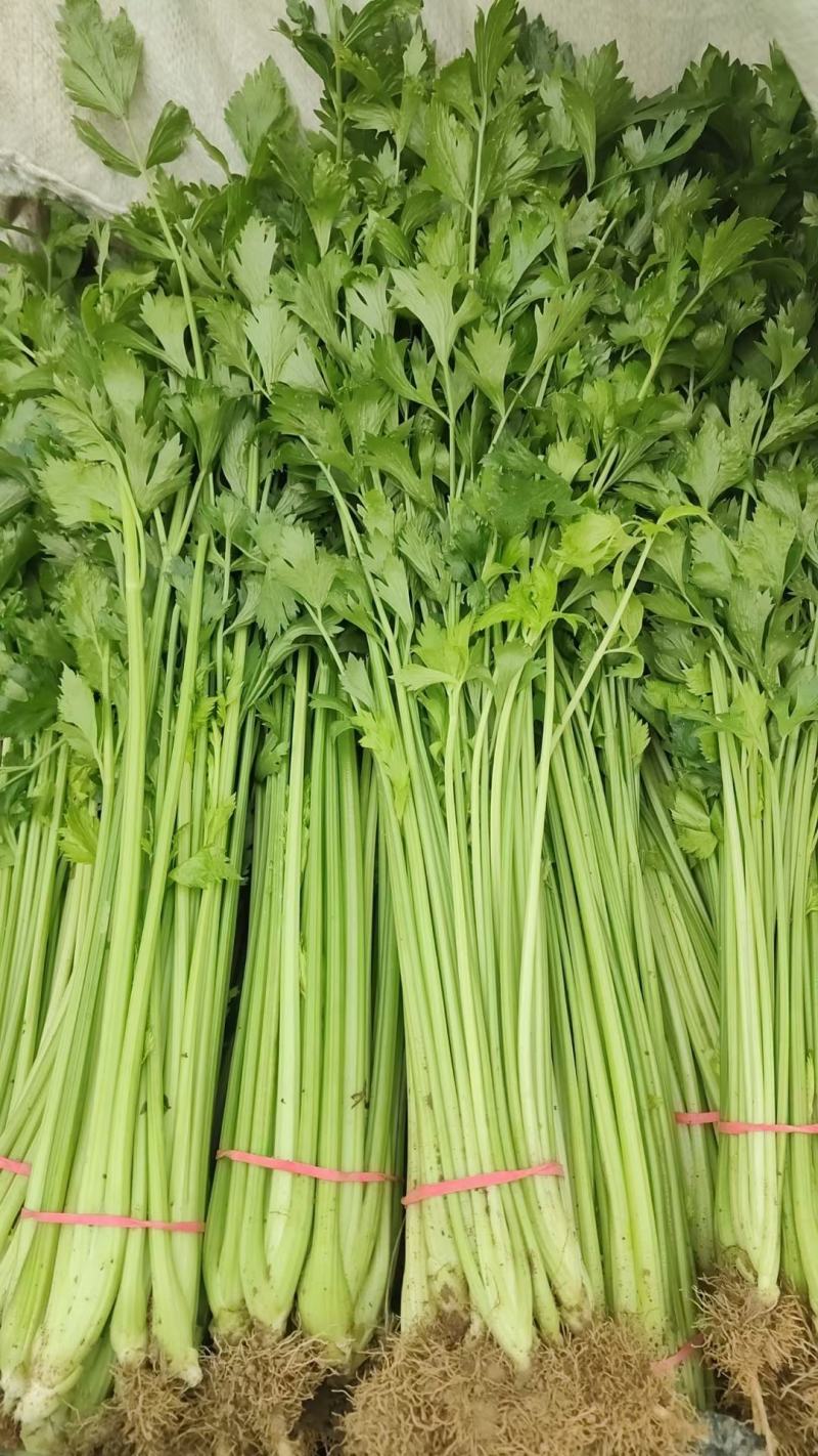 山芹菜小香芹山东大棚香芹常年供应代收代发代加工