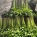 山芹菜小香芹山东大棚香芹常年供应代收代发代加工