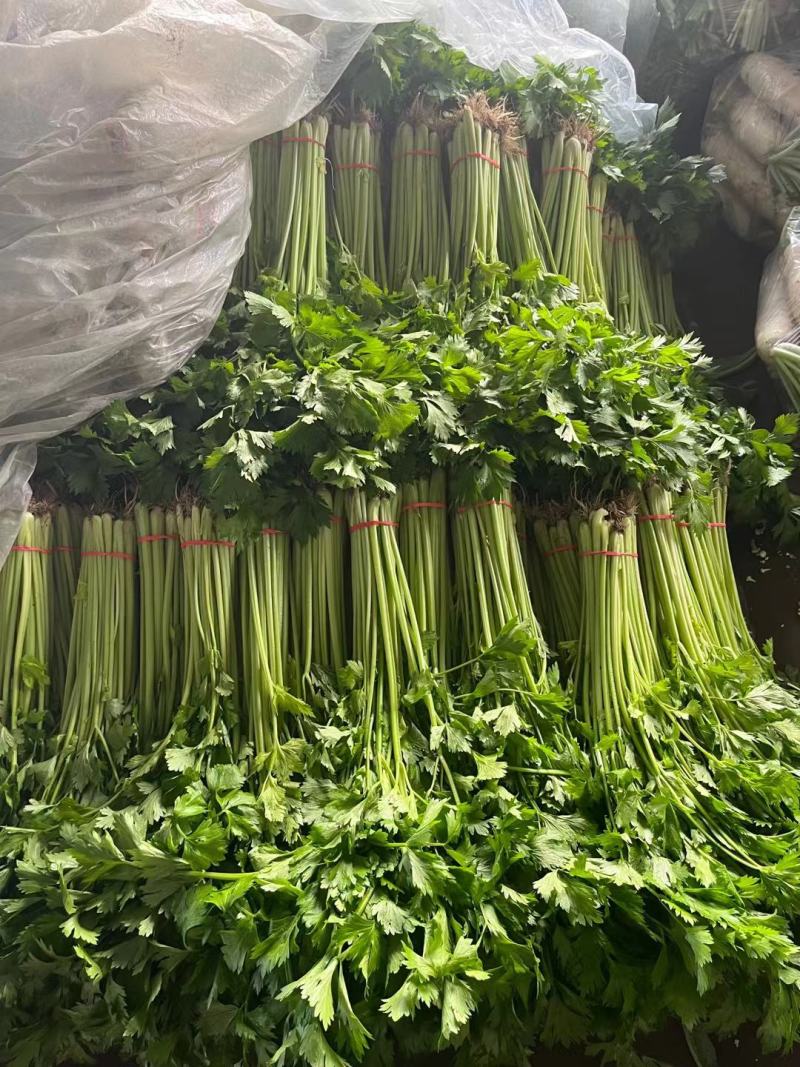 山芹菜小香芹山东大棚香芹常年供应代收代发代加工