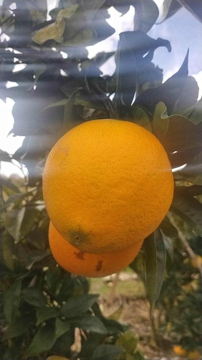 脐橙