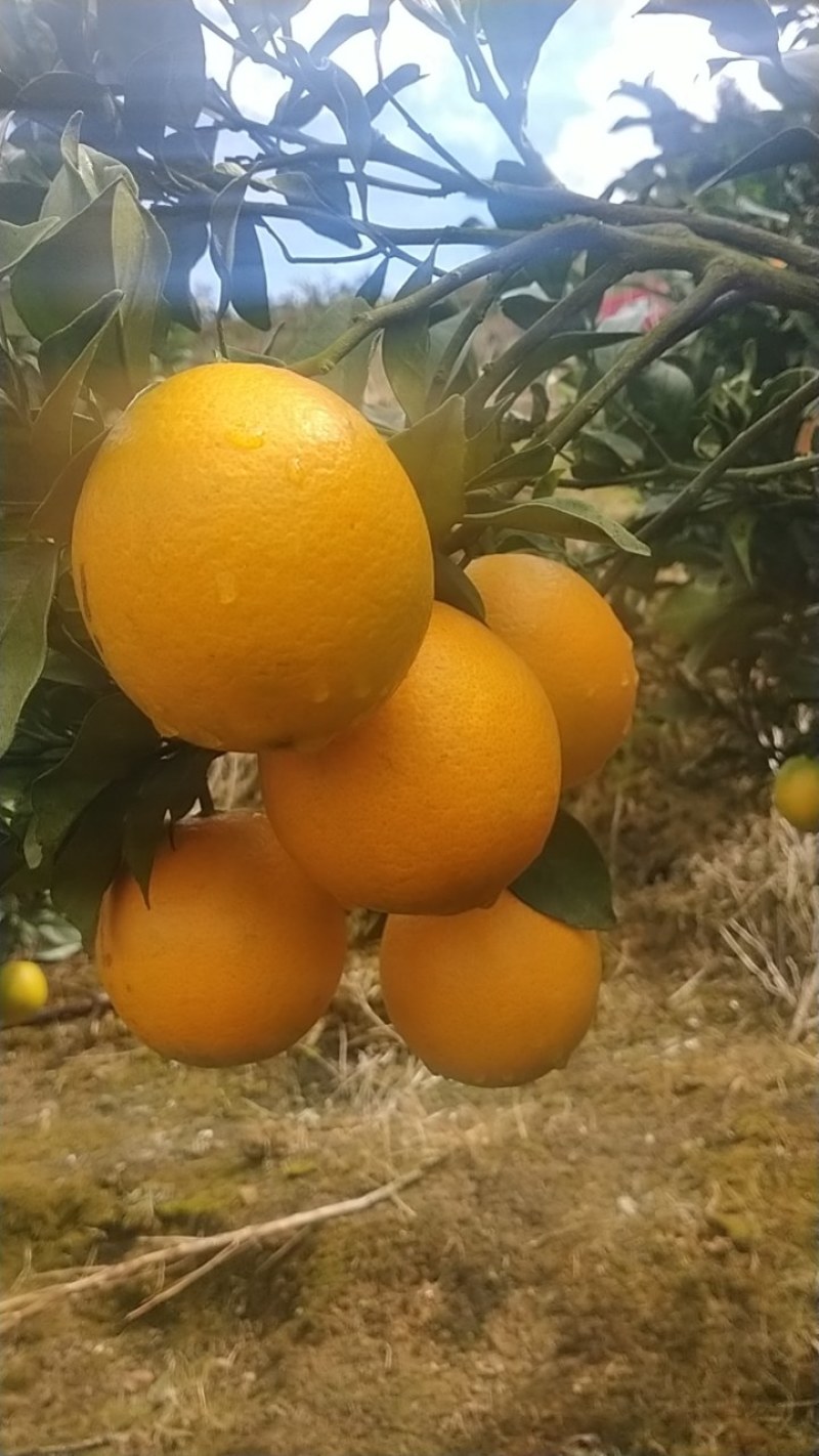 脐橙