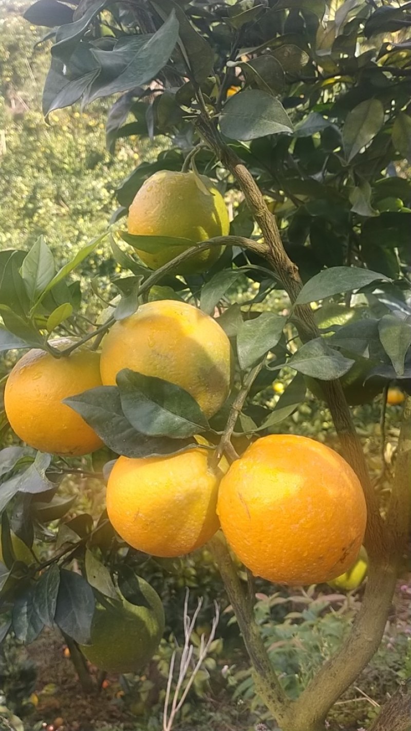 脐橙