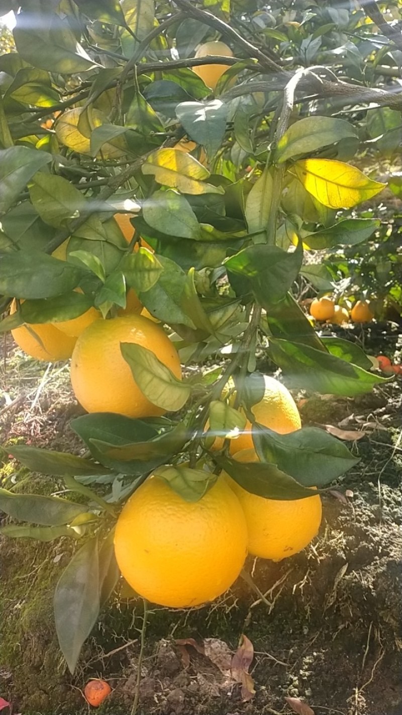 脐橙