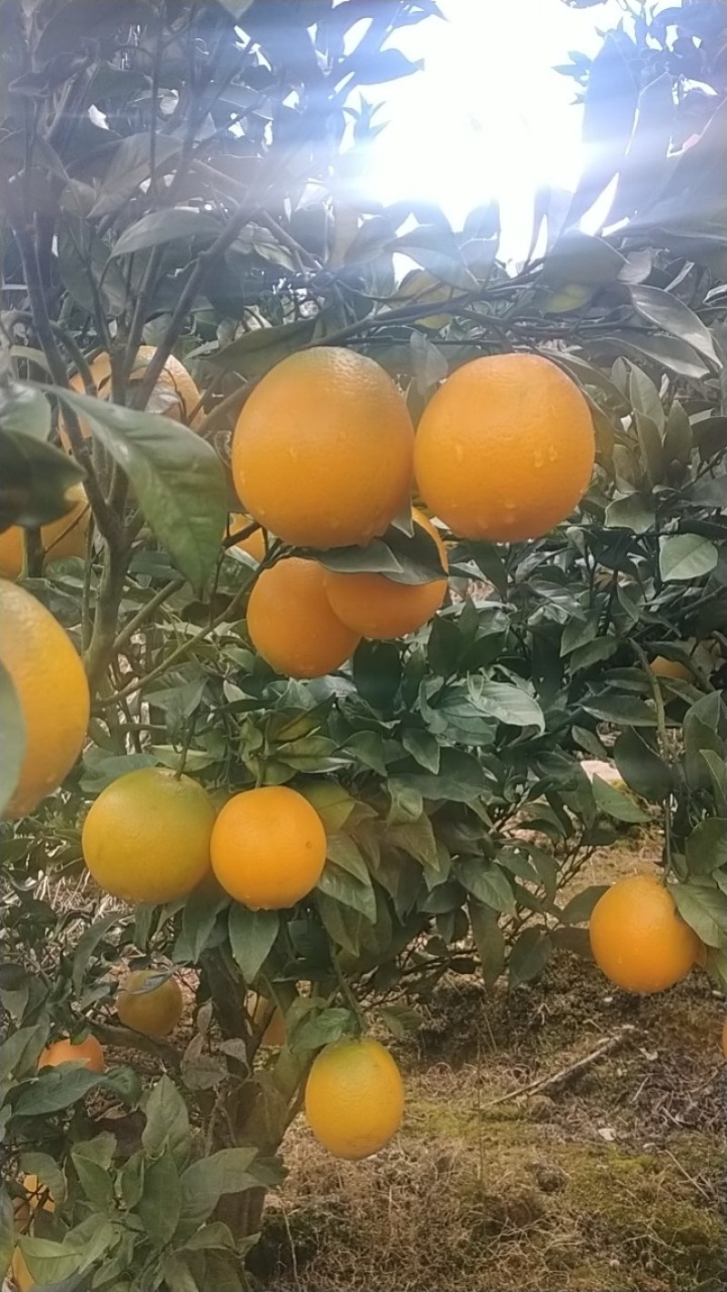 脐橙