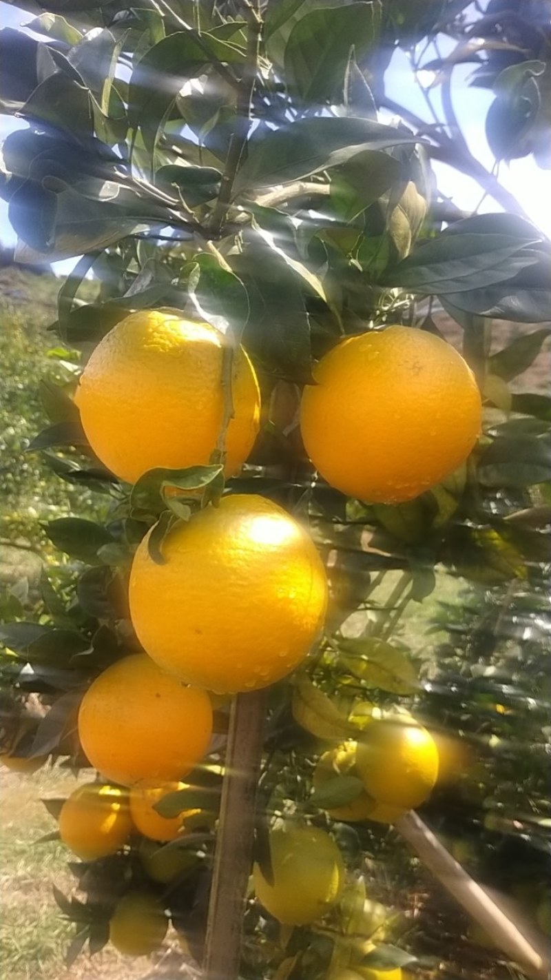 脐橙