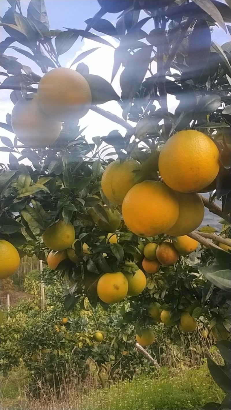 脐橙