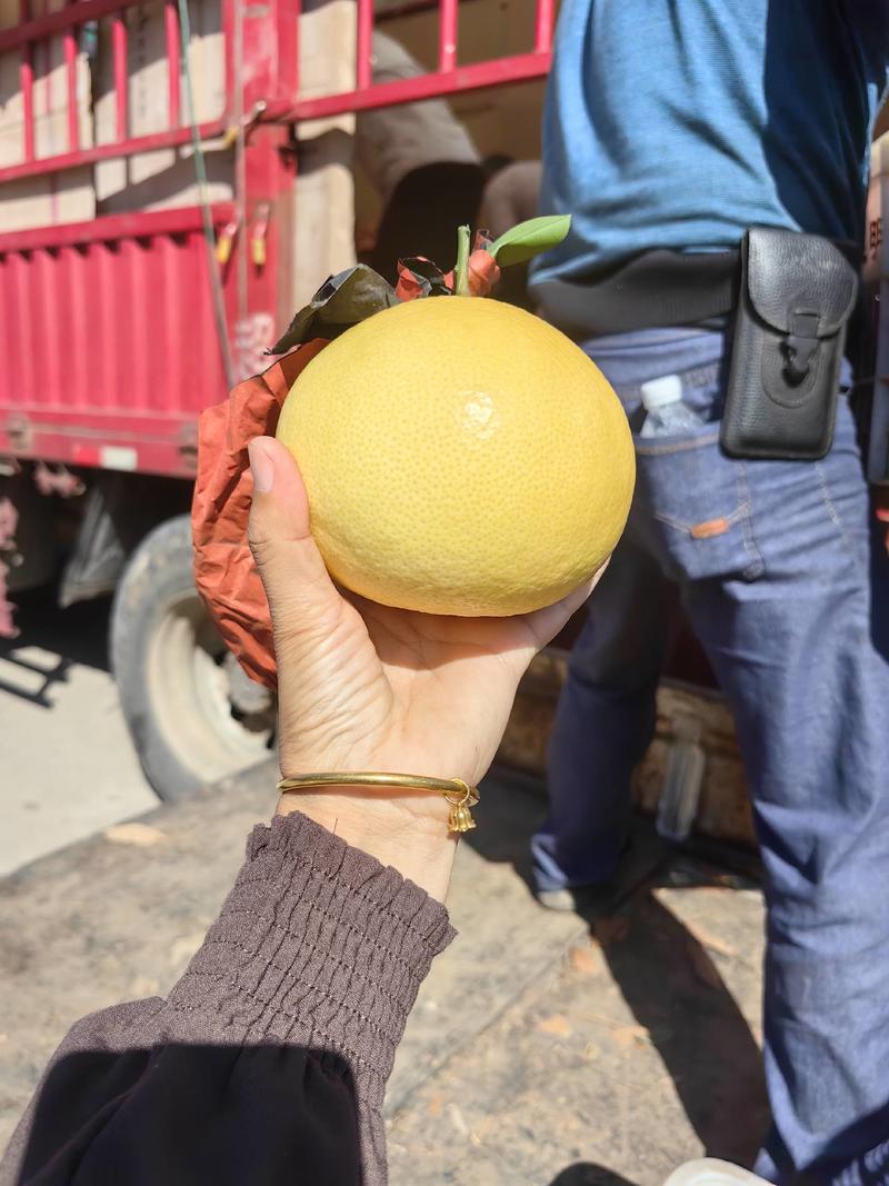 基地直供一手货源，爆汁王葡萄柚大量现货支持各种包装