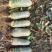 新鲜潍县萝卜对接商超农贸电商支持全国发货
