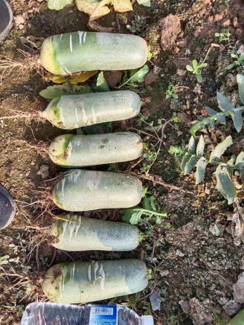 新鲜潍县萝卜对接商超农贸电商支持全国发货