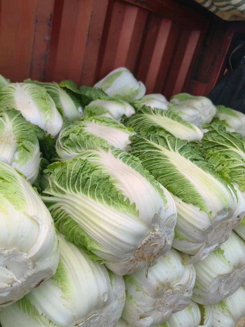《精选》山东聊城大棚黄心白菜，大量出售批发超市，市场批发