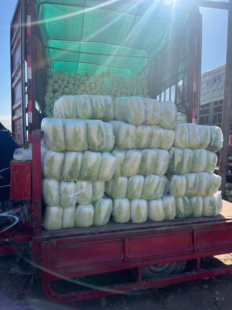 《精选》山东聊城大棚黄心白菜，大量出售批发超市，市场批发