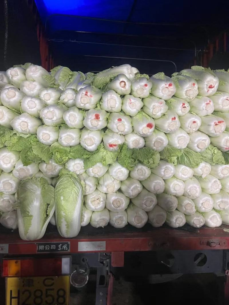 《精选》山东聊城大棚黄心白菜，大量出售批发超市，市场批发