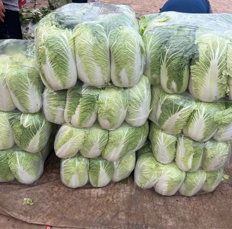 《精选》山东聊城大棚黄心白菜，大量出售批发超市，市场批发
