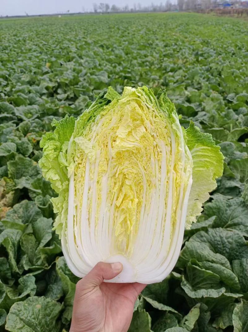 《精选》山东聊城大棚黄心白菜，大量出售批发超市，市场批发