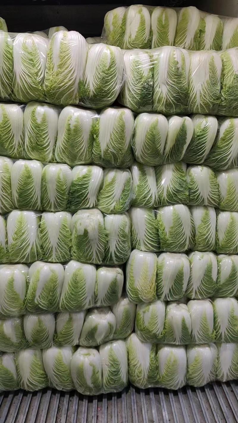 《精选》山东聊城大棚黄心白菜，大量出售批发超市，市场批发