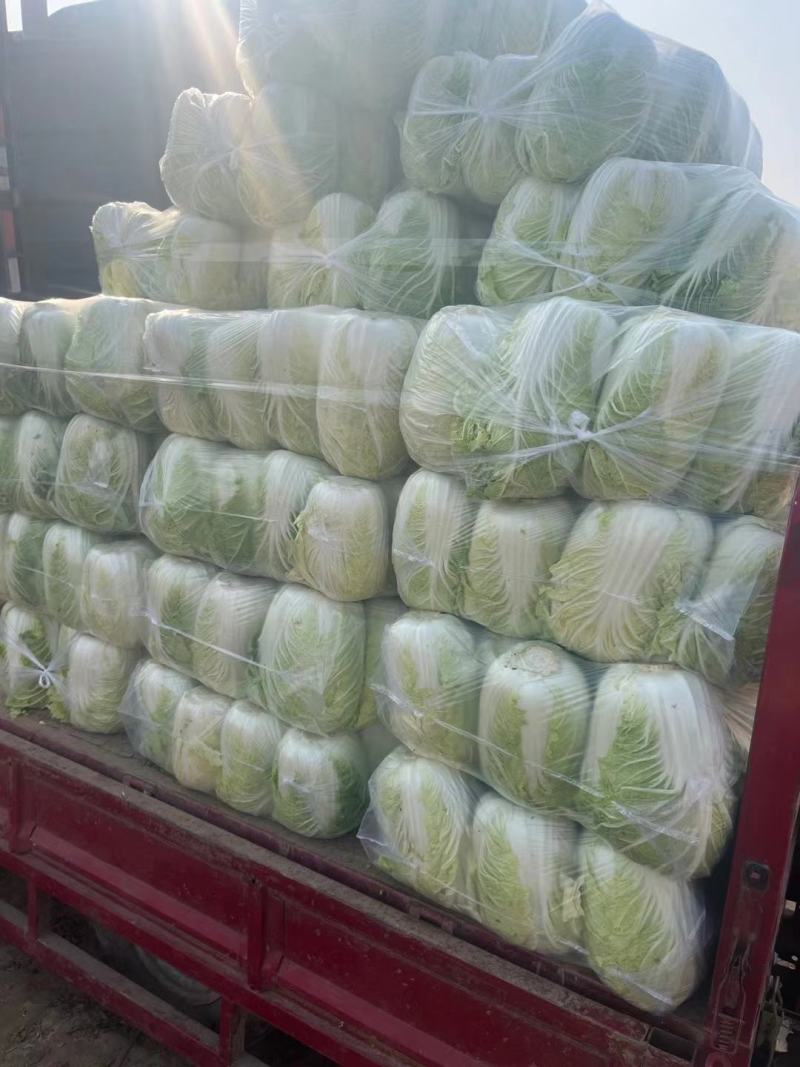《精选》山东聊城大棚黄心白菜，大量出售批发超市，市场批发
